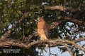 Red-shouldered Hawk